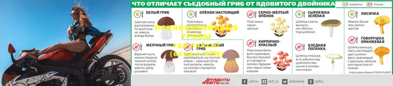 Псилоцибиновые грибы Cubensis  ссылка на мегу ссылка  Добрянка 